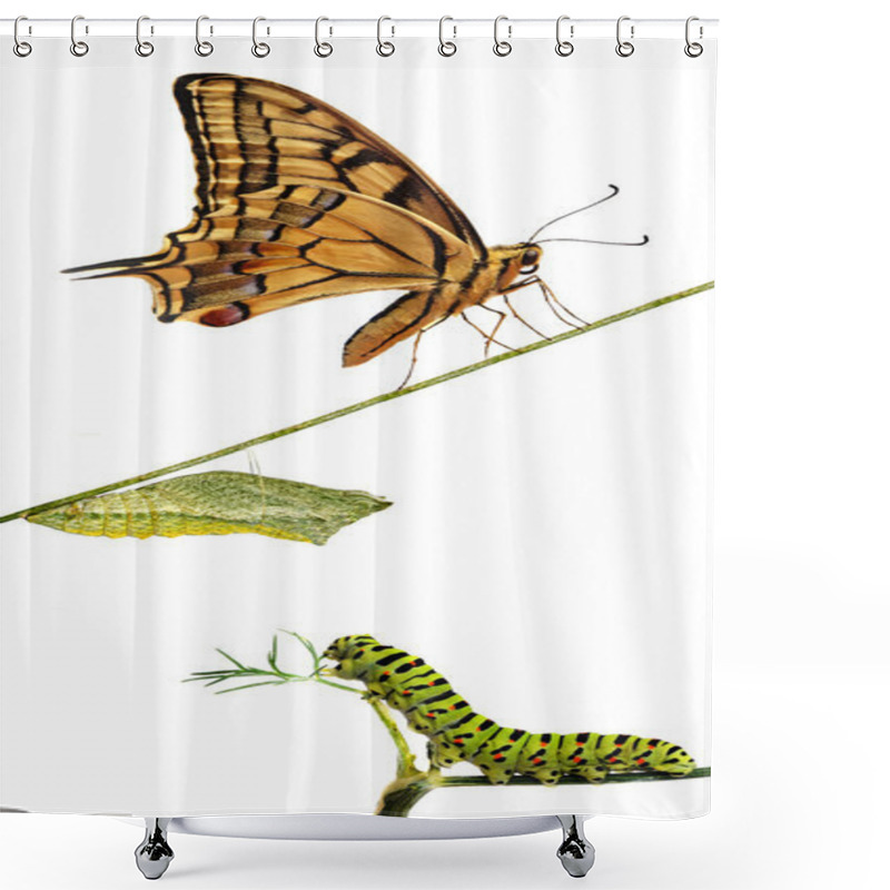 Personality  Close Up Of Caterpillar , Pupae, And Swallowtail Butterfly Shower Curtains