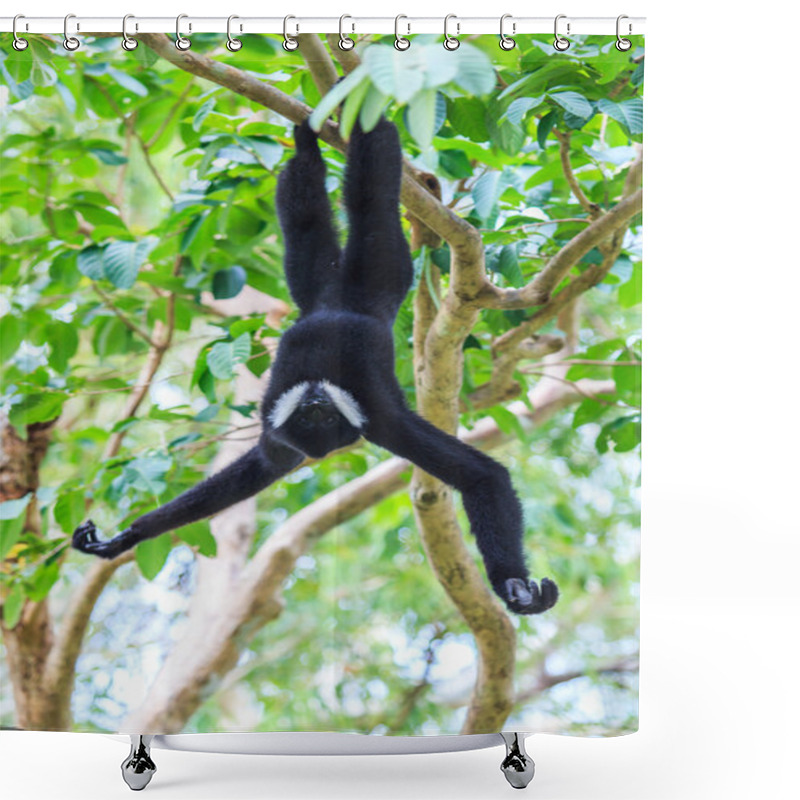 Personality  White Cheeked Gibbon Shower Curtains