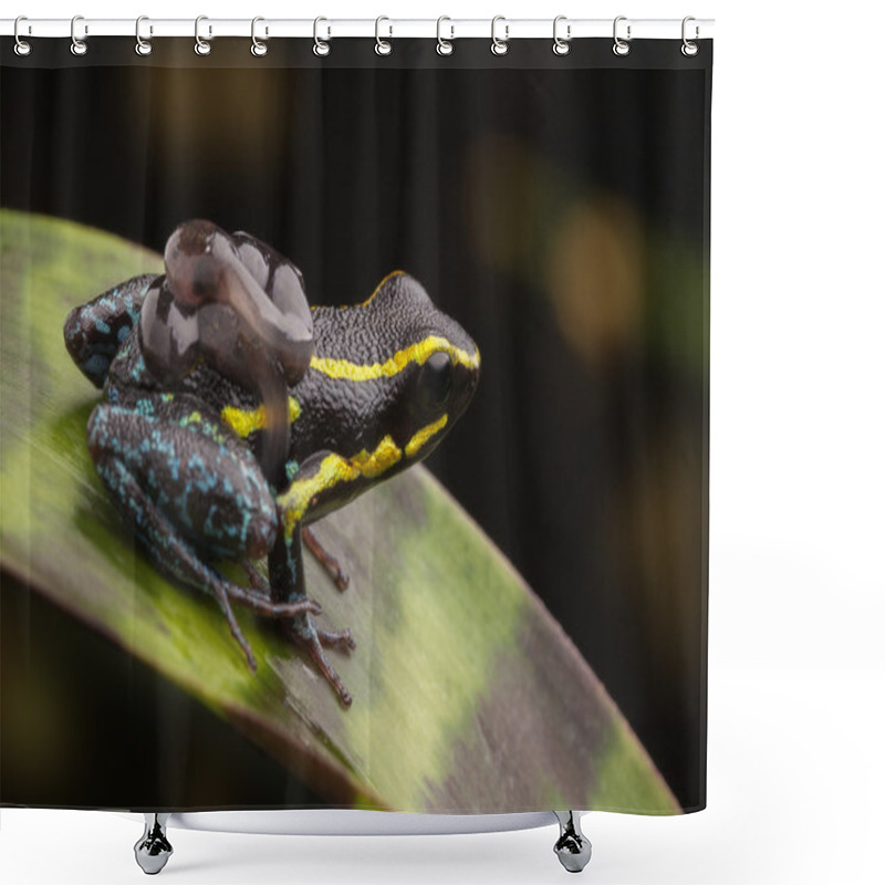 Personality  Poison Dart Frog Tadpoles Shower Curtains