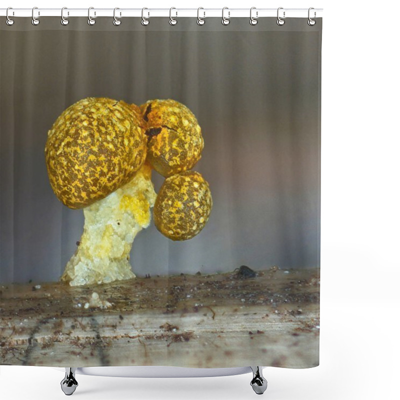 Personality  A Fruit Body Of A Slime Mold Physarum Polycephalum Shower Curtains