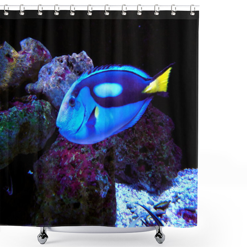 Personality  Pacific Regal Blue Tang Fish Shower Curtains