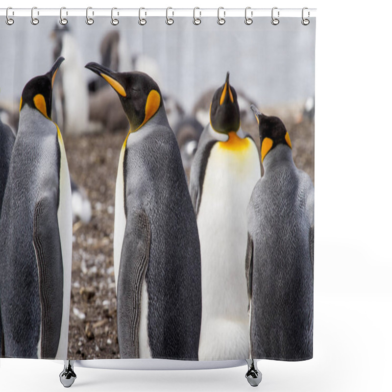 Personality  King Penguin In Falkland Islands Shower Curtains