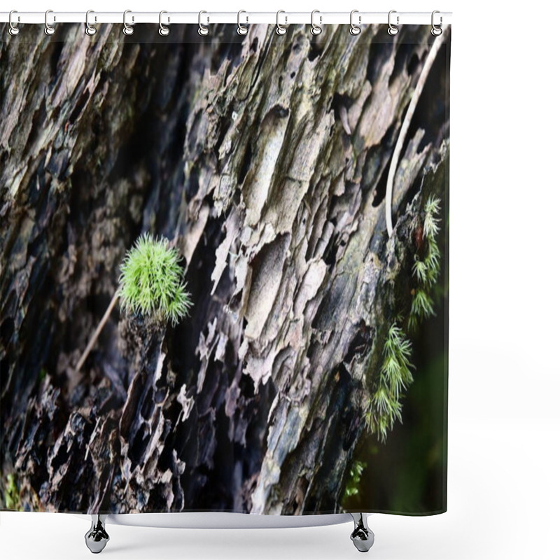 Personality  Dicranum Scoparium, With Its Brush-like, Curved Foliage, Graces A Tree Trunk Along A Forest Trail, Embodying The Tranquility Of Moss Ecosystems. Shower Curtains