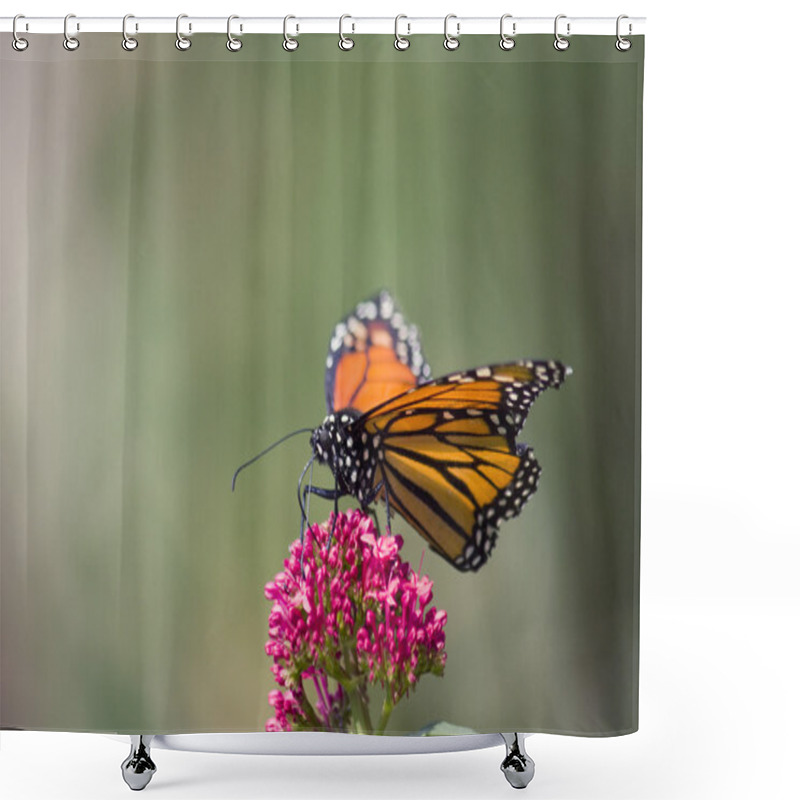 Personality  Monarch Butterfly Shower Curtains