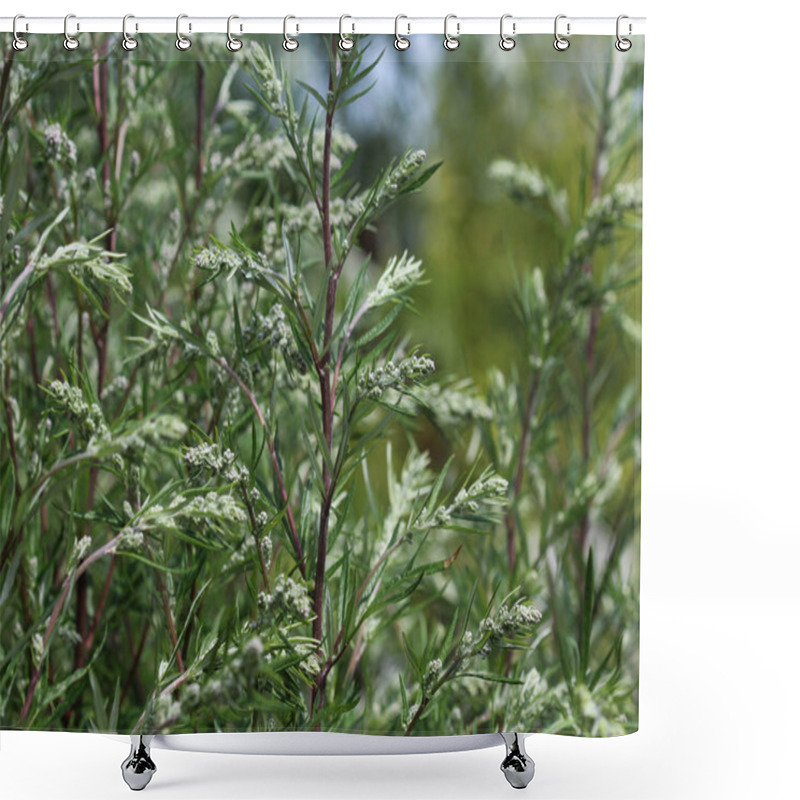 Personality  Artemisia Vulgaris, Also Known As Common Mugwort, Riverside Wormwood, Felon Herb, Chrysanthemum Weed, Wild Wormwood. Blooming In Spring Shower Curtains