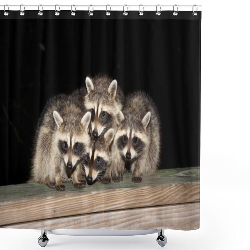 Personality  Four Cute Baby Raccoons On A Deck Railing Shower Curtains