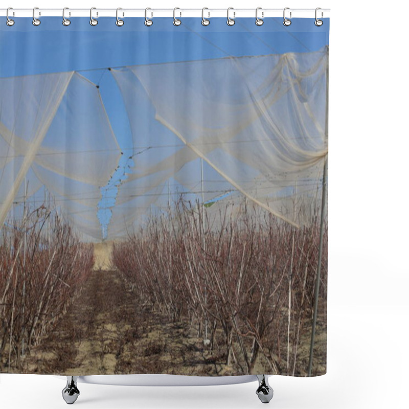 Personality  Pruned Peach Trees In An Orchard, Safeguarded With Protective Netting Against Birds And Hail Shower Curtains