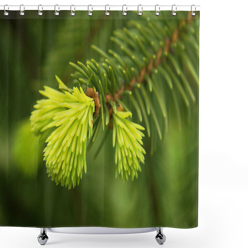 Personality  Young Needles Of European Spruce In The Spring Forest Shower Curtains