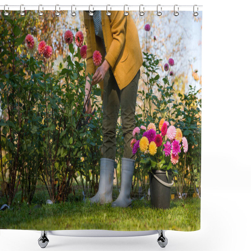 Personality  Gardener Harvesting Dahlia Blooms. Woman With Pruning Shears And A Bucket Full Of Beautiful Dahlia Flowers. Growing Cut Flowers. Flower Farming. Shower Curtains