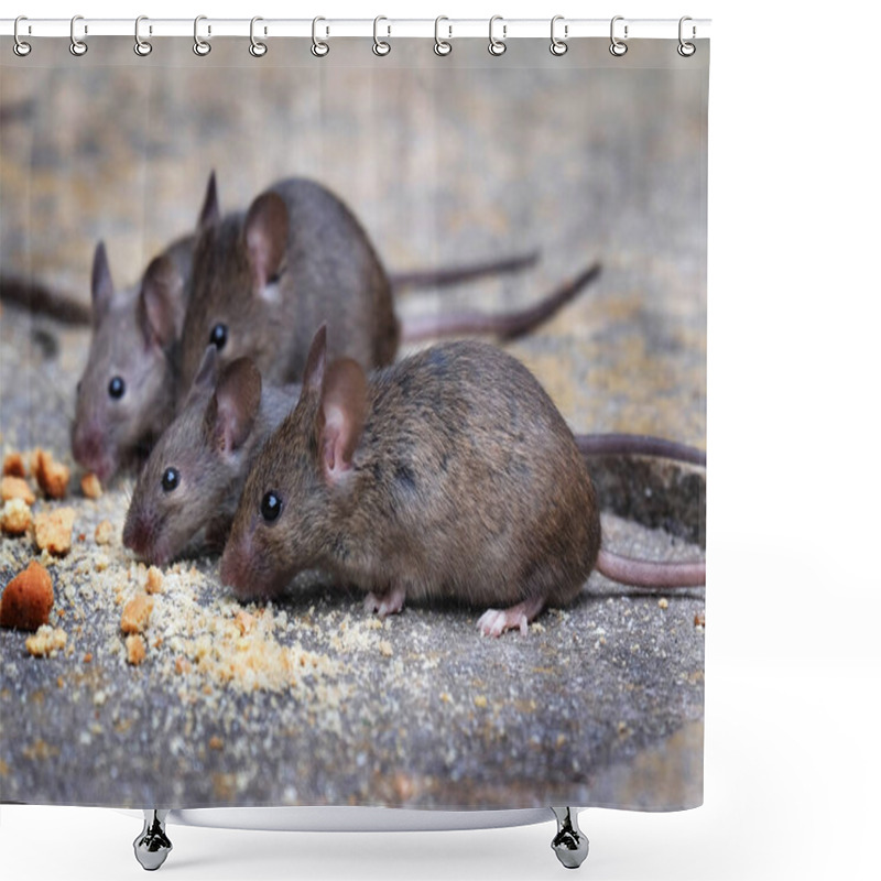 Personality  Mice Feeding In Urban House Garden On Remains Of Bird Food. Shower Curtains