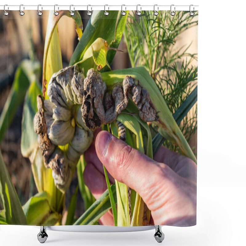 Personality  Diseased Corn Called Corn Smut, Pathogenic Fungus, Ustilago Maydis, In Mexico It Is Called Huitlacoche Or Mexican Truffle Shower Curtains