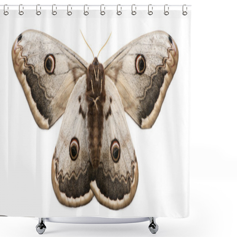 Personality  The Largest European Moth, The Giant Peacock Moth, Saturnia Pyri, In Front Of White Background Shower Curtains