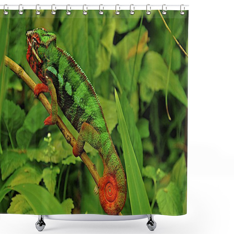 Personality  Chameleon Animal, Tropical Lizard Reptile Shower Curtains