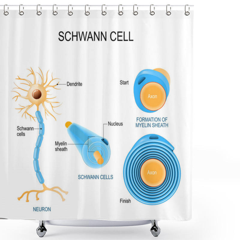 Personality  Schwann Cells. Structure Of Neurolemmocytes. Shower Curtains