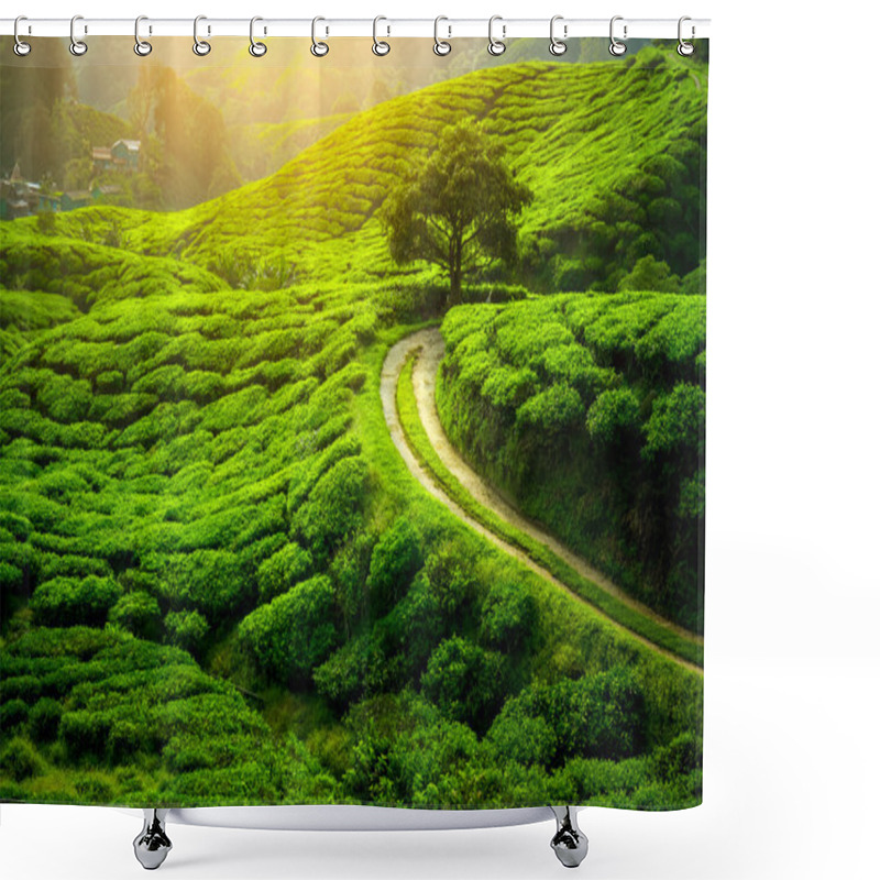 Personality  Tea Plantation. Natural Lanscape Shower Curtains