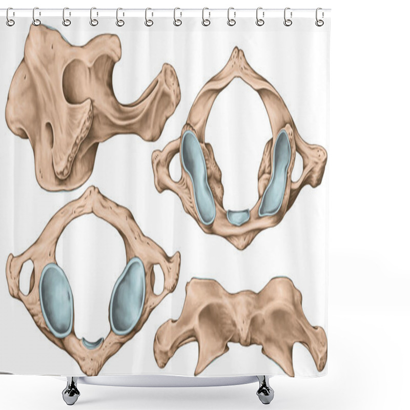 Personality  Didactic Board, Cervical Spine, Vertebral Morphology, First Cervical Vertebra, Atlas, Cervical Vertebrae, Anterior, Lateral, Superior And Inferior View Shower Curtains