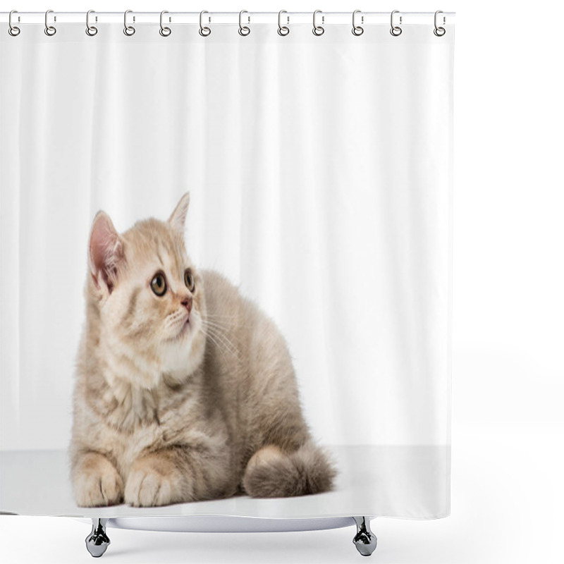 Personality  Adorable British Shorthair Kitten Looking Up Isolated On White Shower Curtains