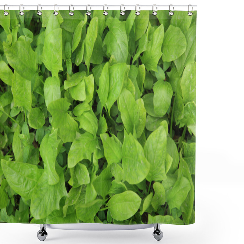 Personality  Green Spinach In Garden Shower Curtains