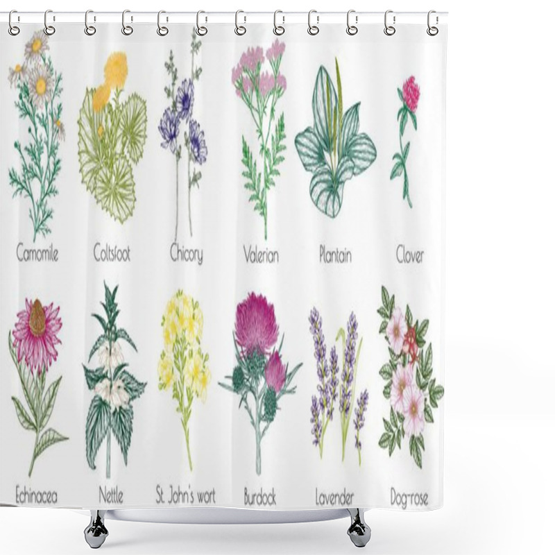 Personality   Vector Set Of 12 Medicinal Herbs And Plants. Linear Chamomile, Chicory, Clover, Lavender, Plantain, Valerian, Echinacea, Rosehip, Coltsfoot, Ginkgo, Burdock, Rosemary, Nettle, St. John's Wort Shower Curtains