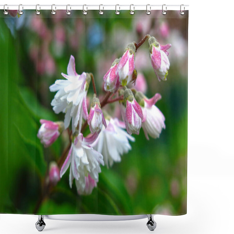 Personality  Beautiful Shrub Deutzia Blooms In The Spring Garden Pink Small Flowers Shower Curtains