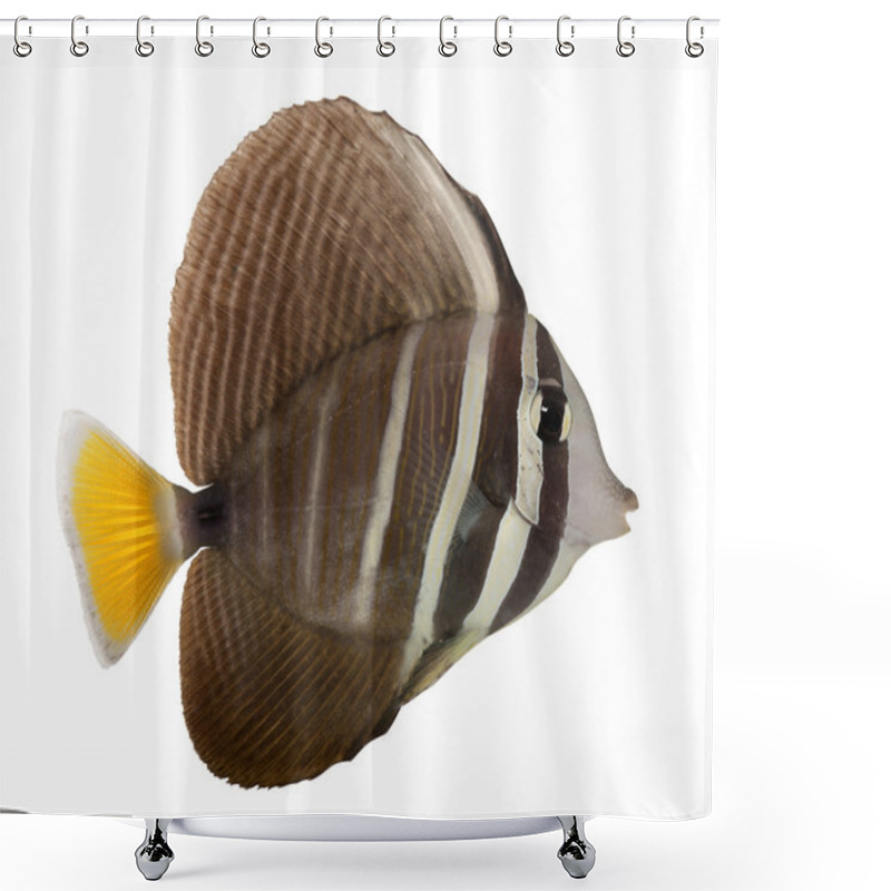 Personality  Sailfin Tang, Zebrasoma Veliferum, In Front Of White Background Shower Curtains