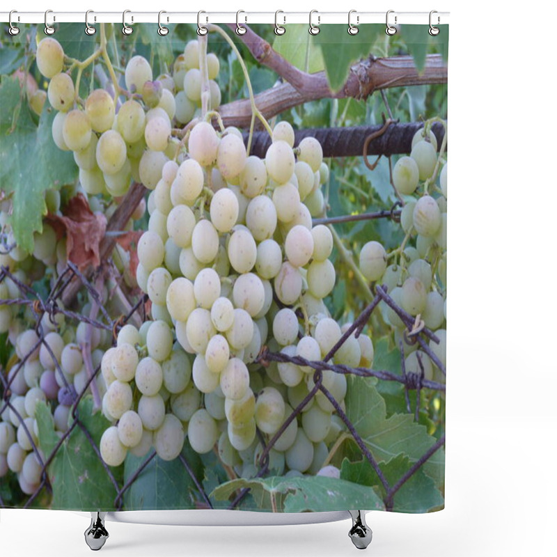 Personality  Vibrant Green Grape Clusters On A Trellised Vine: A Close-Up Of Growth And Potential Under Sunlit Skies, Symbolizing Natures Cycle Of Care And Harvest Shower Curtains