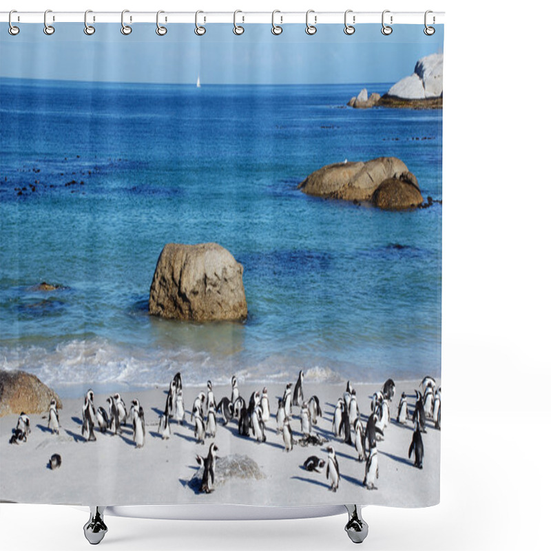 Personality  Penguin Colony On The Ocean Beach Near Capetown Shower Curtains