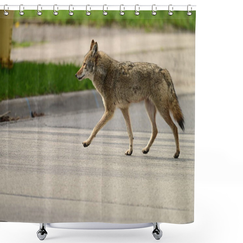 Personality  Urban Wildlife A Photograph Of A Coyote Walking Across A Paved Street Shower Curtains