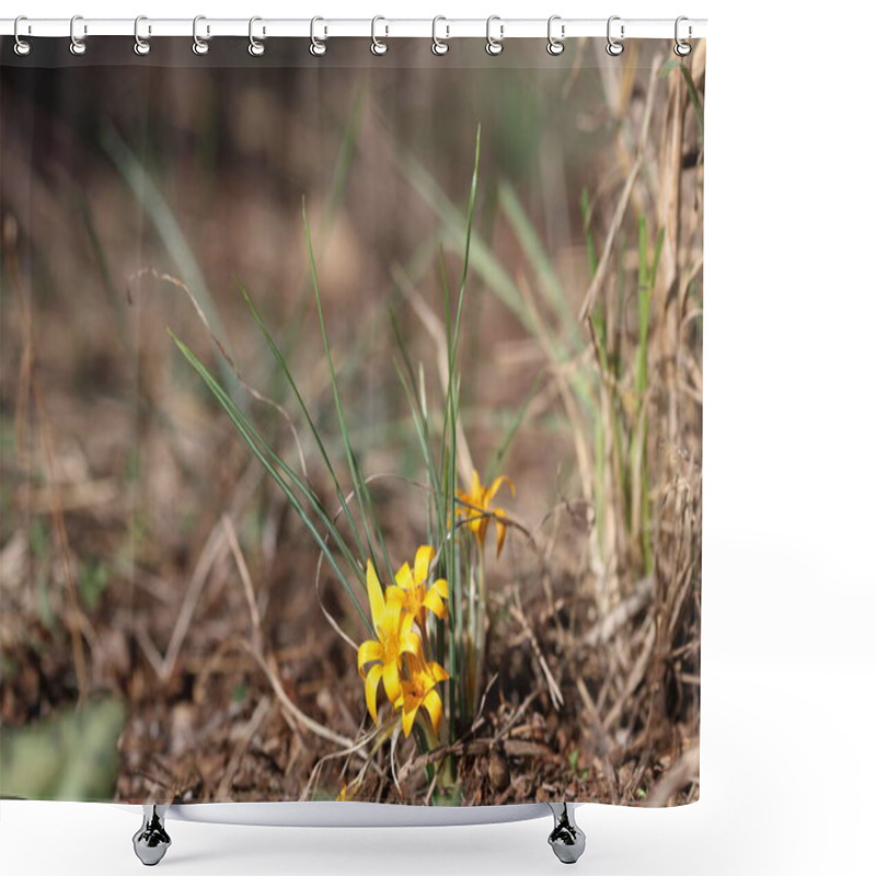 Personality  Close Up Of Wild Crocus Flavus In Nature Shower Curtains