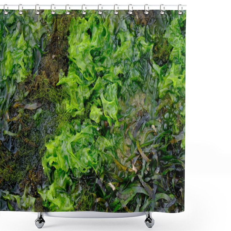 Personality  Seaweed Is One Of The Biological Resources Found In Coastal And Marine Areas. Algae. This Sea Weed Can Be Used As A Raw Material For Gelatin. Shower Curtains