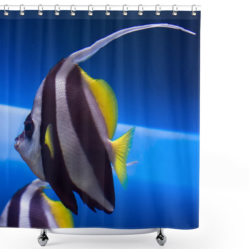 Personality  Wimplefish Shower Curtains