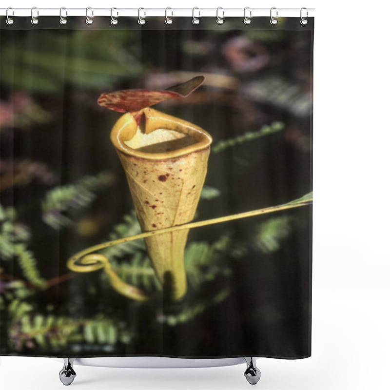 Personality  Madagascar Pitcher Plant (Nepenthes Madagascariensis), Taolagnaro, Anosy, Madagascar, Africa Shower Curtains