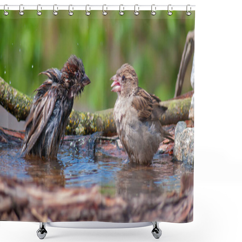 Personality  House Sparrows Mocking Each Other In A Waterpond  Shower Curtains