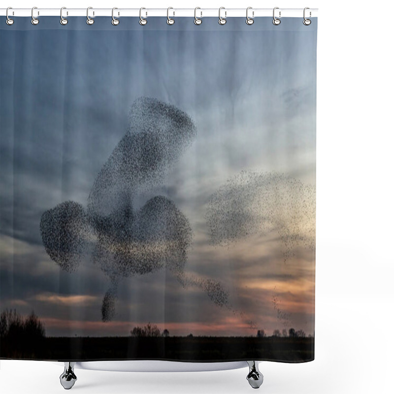 Personality  Starling Murmurations. A Large Flock Of Starlings Fly At Sunset In The Netherlands. Hundreds Of Thousands Starlings Come Together Making Big Clouds To Protect Against Birds Of Prey.  Shower Curtains