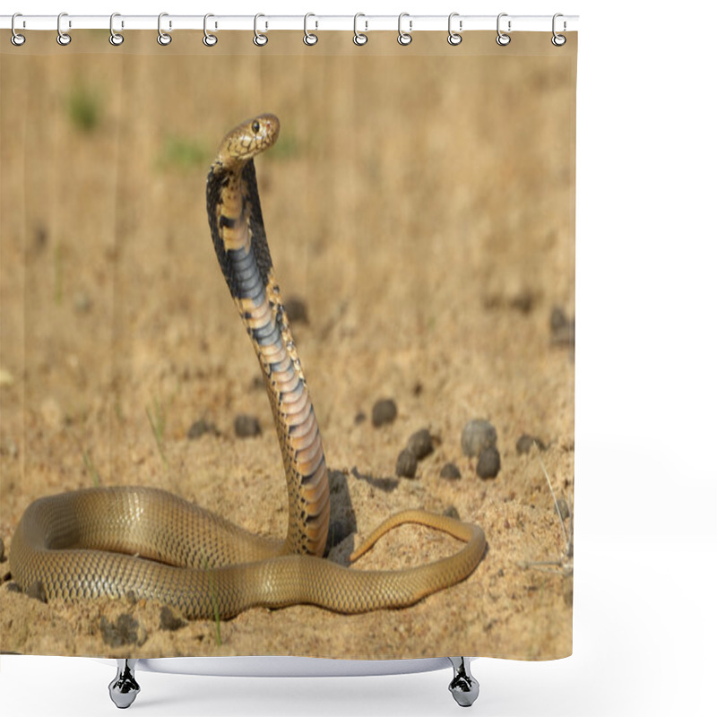 Personality  Mozambique spitting cobra shower curtains