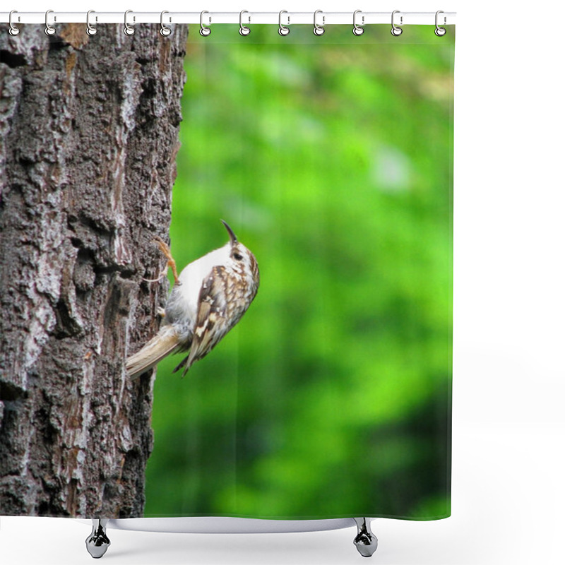 Personality  Treecreeper II Shower Curtains