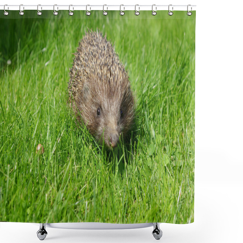 Personality  Hedgehog Shower Curtains