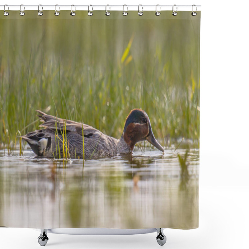 Personality  Male Common Teal Swimming In Marsh Shower Curtains