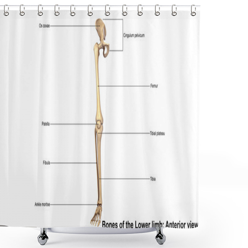 Personality  Human Bones Of Lower Limb Shower Curtains