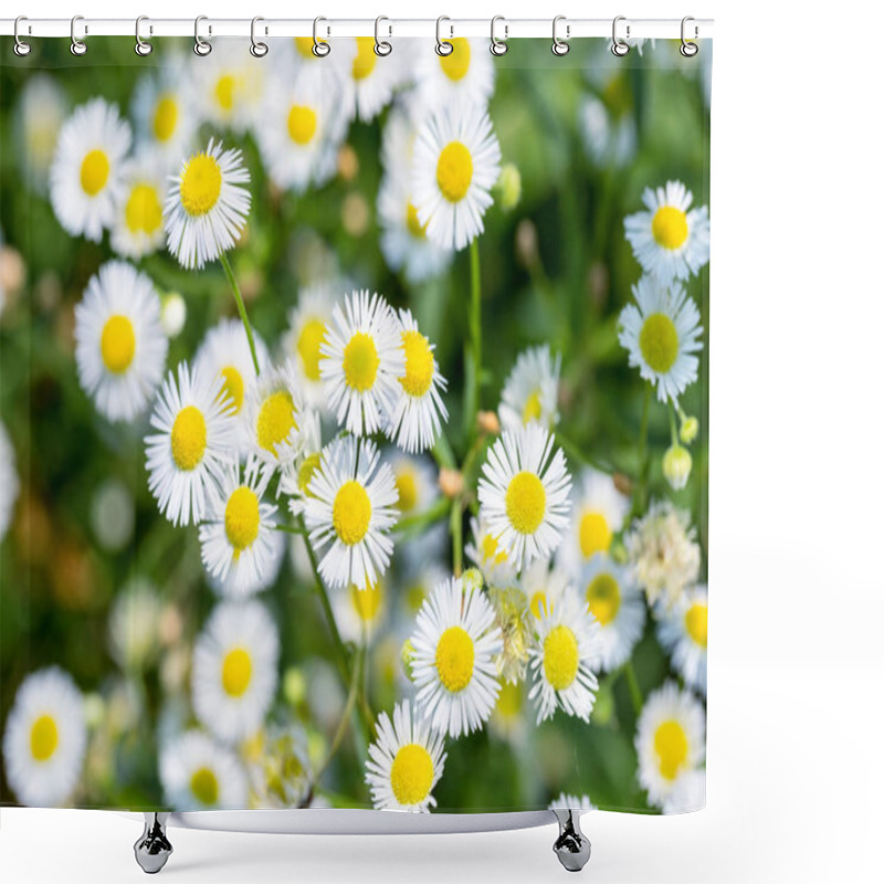 Personality  Beautiful Erigeron Annuus Closeup,  Annual Fleabane , Daisy Fleabane  Shower Curtains