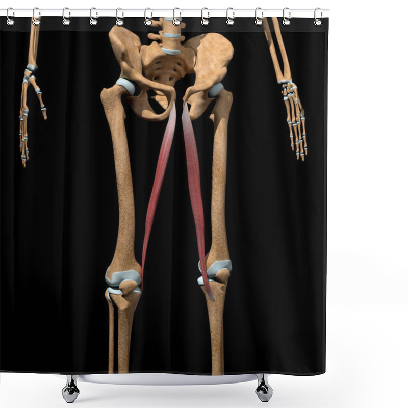 Personality  This 3d Illustration Shows The Gracilis Muscles On Skeleton Shower Curtains