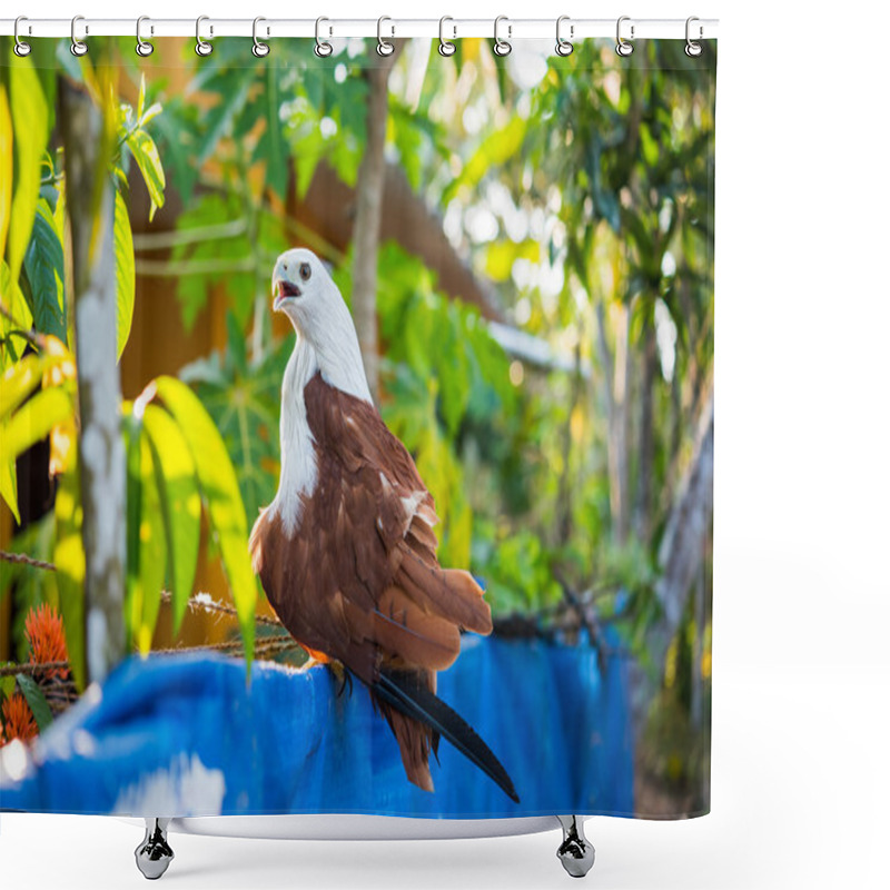 Personality  Brahminy Kite (Haliastur Indus) Shower Curtains