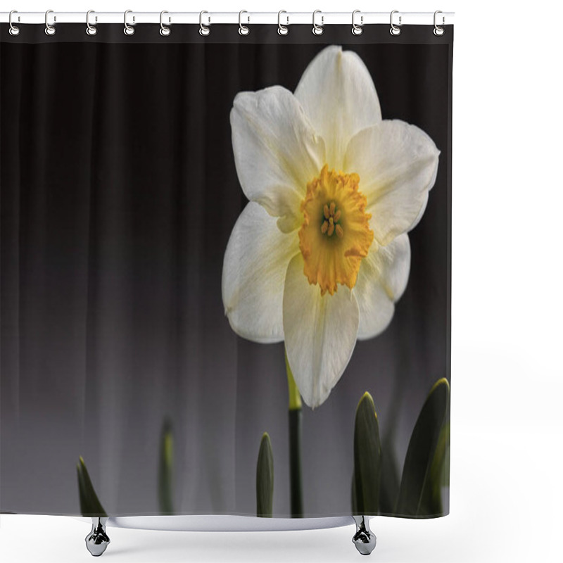 Personality  Flower, Narcissus, Close-up Narcissus Bloom. Shower Curtains