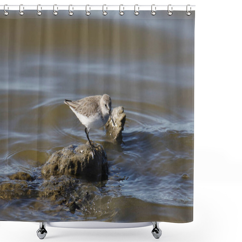 Personality  Western Sandpiper (nonbreeding) (calidris Mauri) Foraging On A Rocky Shoreline Shower Curtains