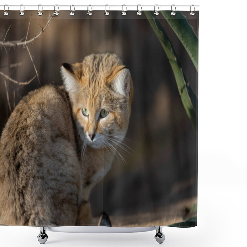 Personality  Sand Cat Felis Margarita In Close View Shower Curtains