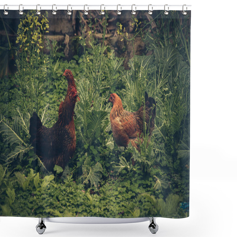 Personality  Free Roaming Native Chickens In Ha Giang, Vietnam That Shows The Village Life, Livelihood And Culture  Shower Curtains