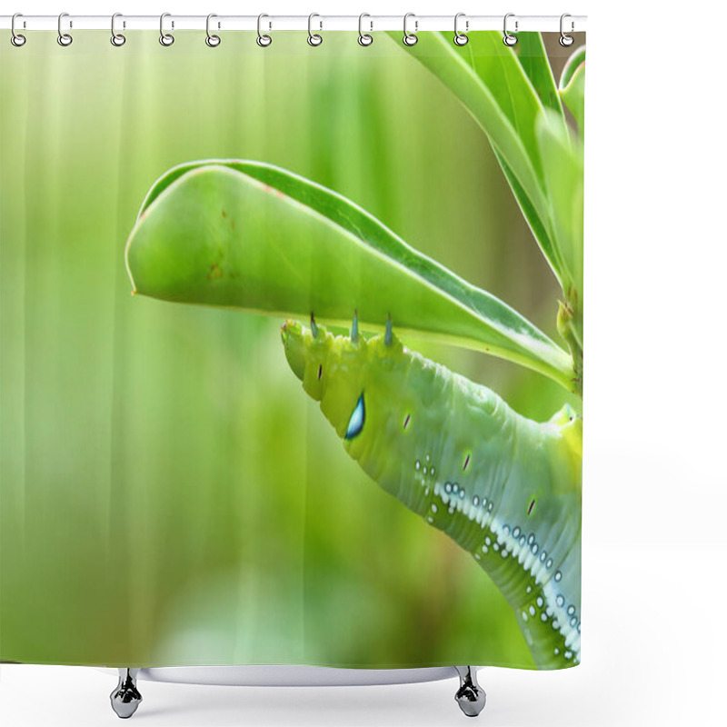 Personality  Butterfly Caterpillar Eat Adenium Leaves. Shower Curtains