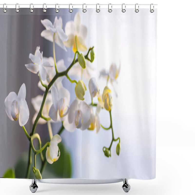 Personality  Pink Phalaenopsis Orchid Flower In Winter Or Spring Day Tropical Garden Isolated On White Background. Shower Curtains