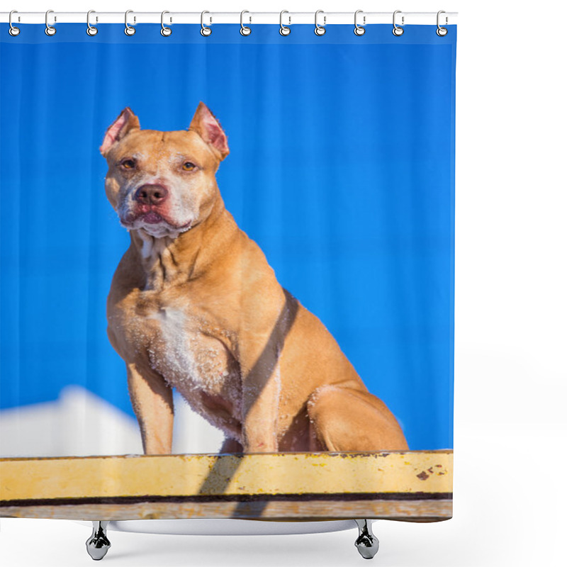 Personality  American Pit Bull Terrier On Training Ground For Dogs Shower Curtains