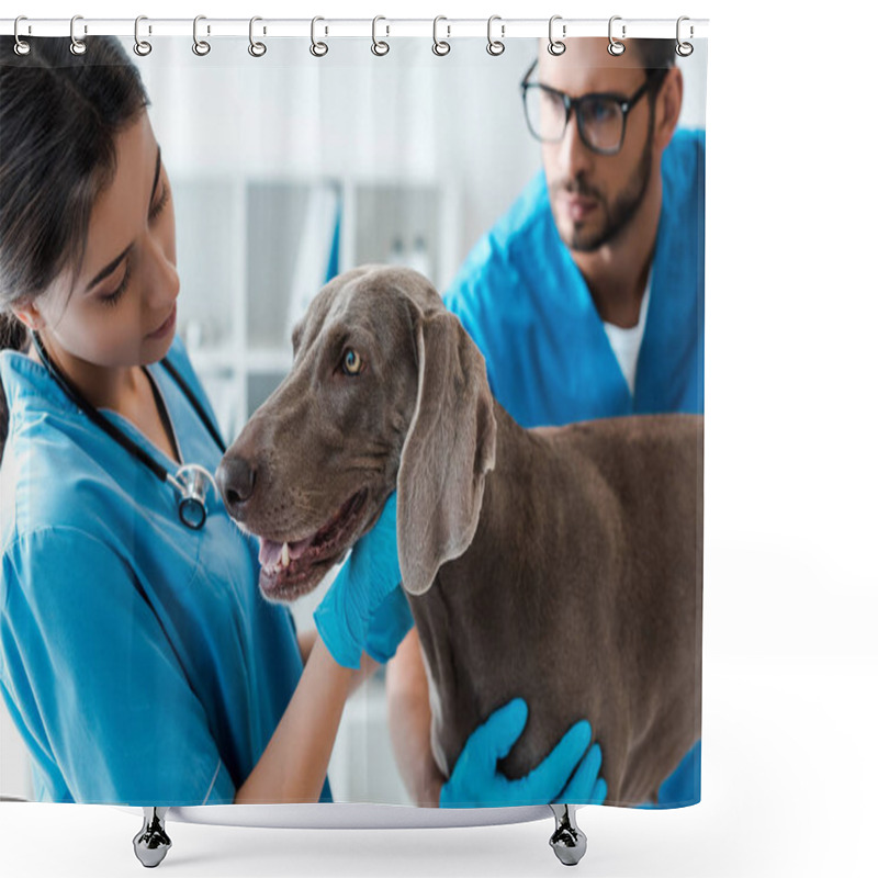 Personality  Selective Focus Of Veterinarian Assisting Colleague While Examining Weimaraner Dog Shower Curtains